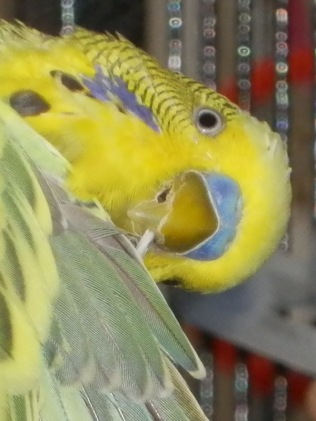 Close-up of Dalai chewing on end of troublesome feather