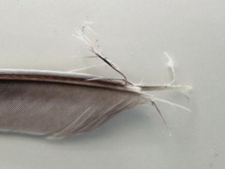 Mangled end of troublesome feather