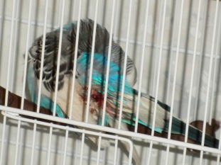 Perry preening in travel cage on return from the vet