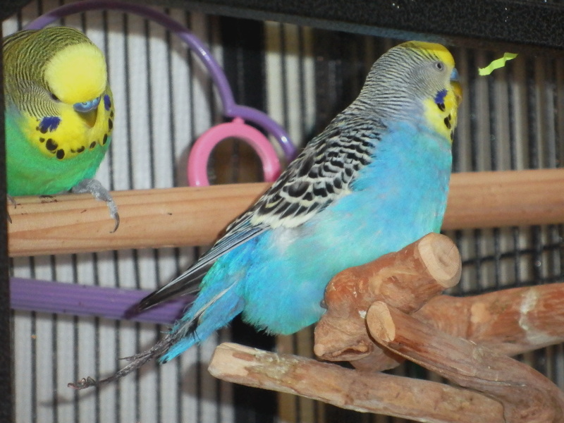 green budgie looking at blue budgie's tail