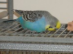 Budgie on top of cage looking down.