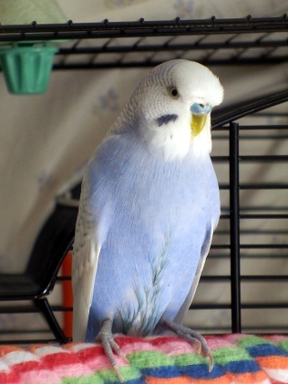 Blue budgie with wet belly after having a bath